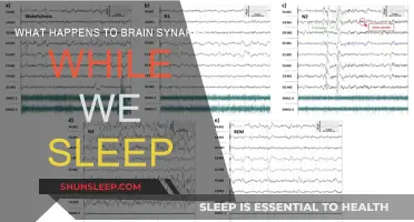 Brain Synapses: Sleep's Healing Powers Explained