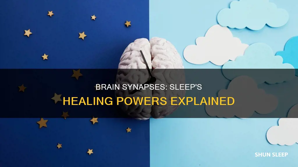 what happens to brain synapes while we sleep