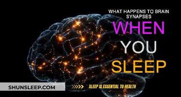 Brain Synapses: Sleep's Role in Pruning and Growth