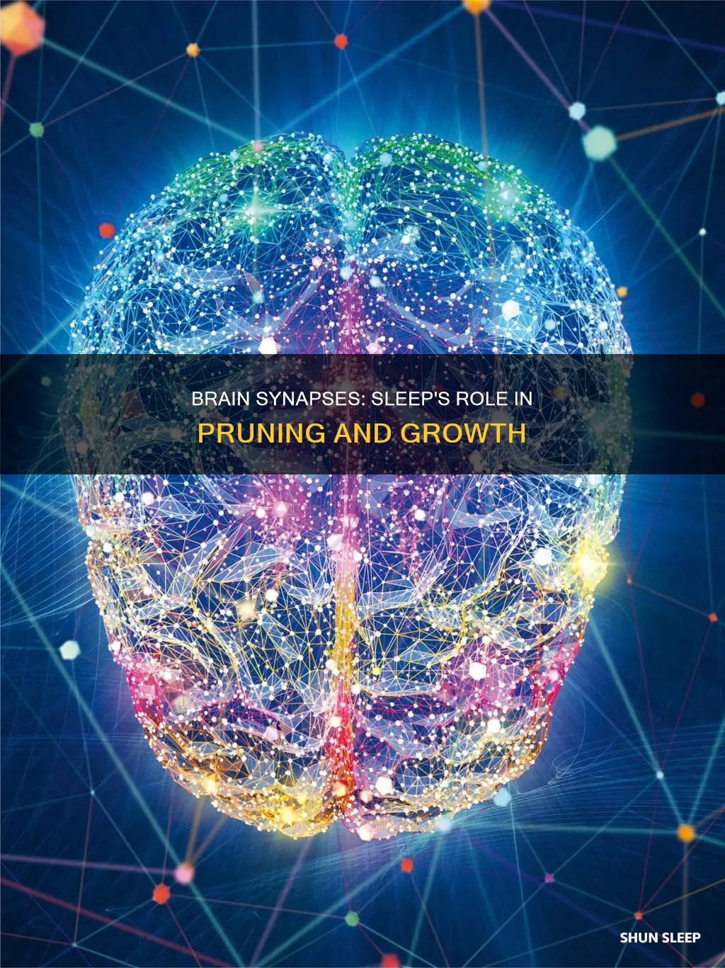 what happens to brain synapses when you sleep