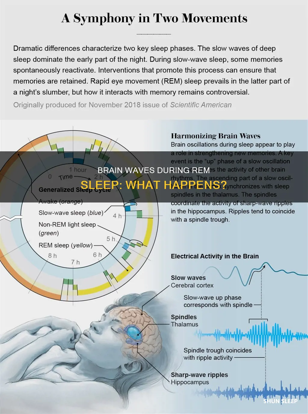 what happens to brain waves during rem sleep