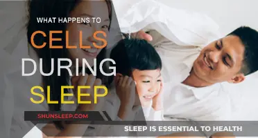 Cells Recharge and Repair During Sleep