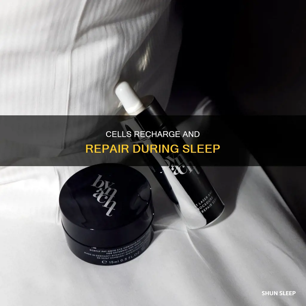 what happens to cells during sleep