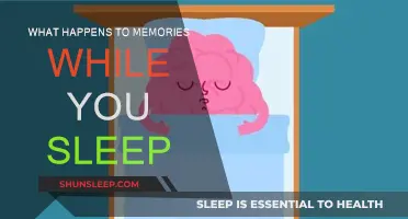 Exploring the Brain's Memory Processing During Sleep