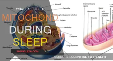 Mitochondria and Sleep: What Happens at Night?