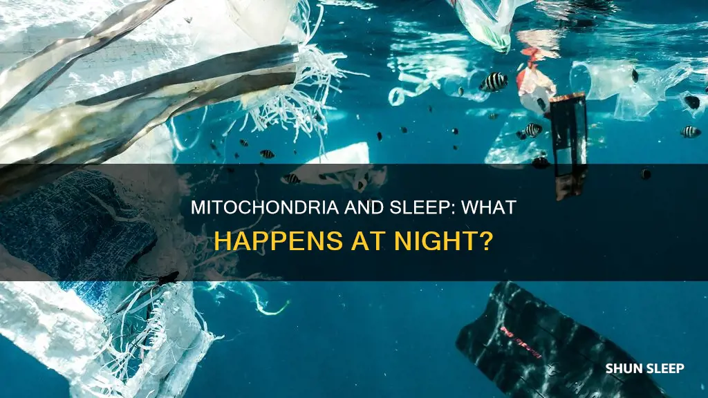 what happens to mitochondria during sleep