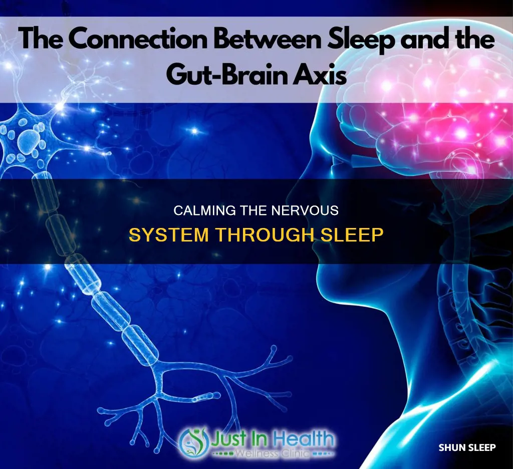 what happens to nervous system during sleep