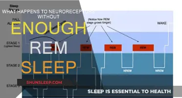 REM Sleep Deprivation: Neuroreceptors and Their Impact