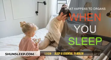 How Sleep Affects Your Organs' Performance