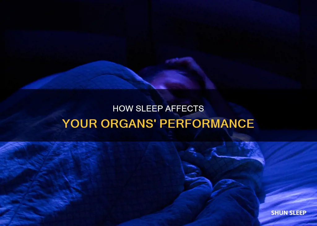what happens to organs when you sleep