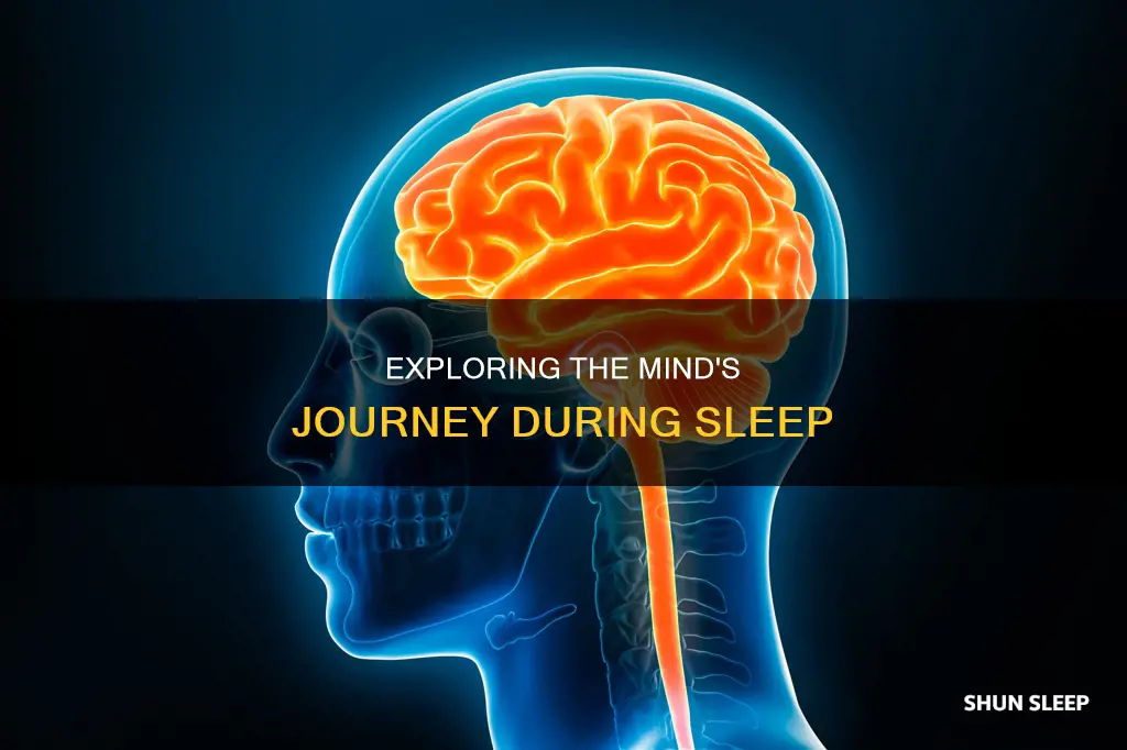 what happens to our minds when we sleep