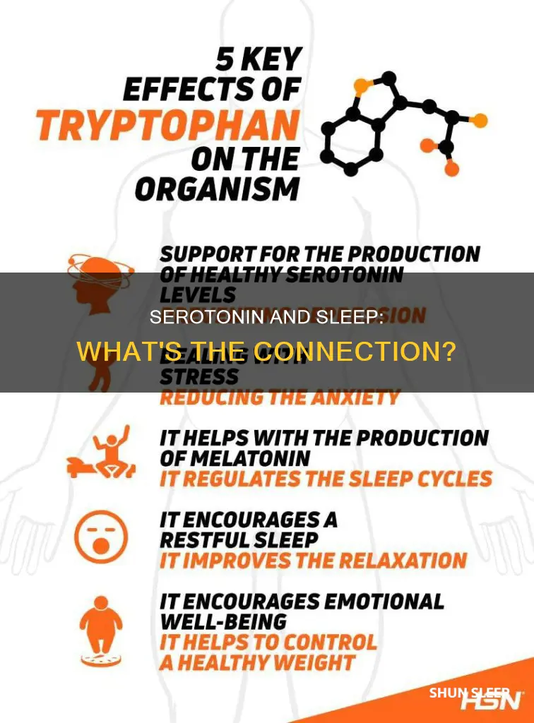 what happens to serotonin during sleep