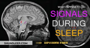 How Brain Signals Change During Sleep