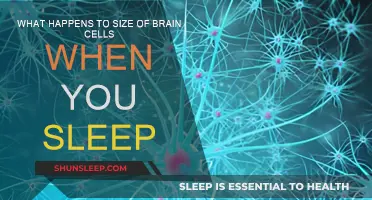 Brain Cells: How They Shrink While You Sleep