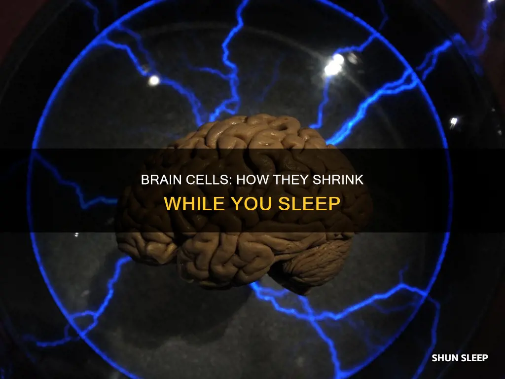 what happens to size of brain cells when you sleep