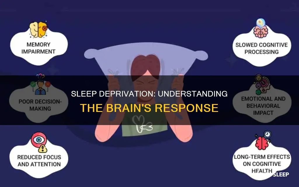 what happens to the brain when you don