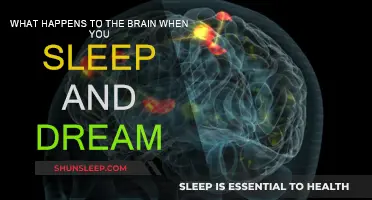 Brain Activity: Sleep and Dreams Explained