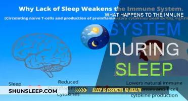 Immune System Boost: The Science of Sleep