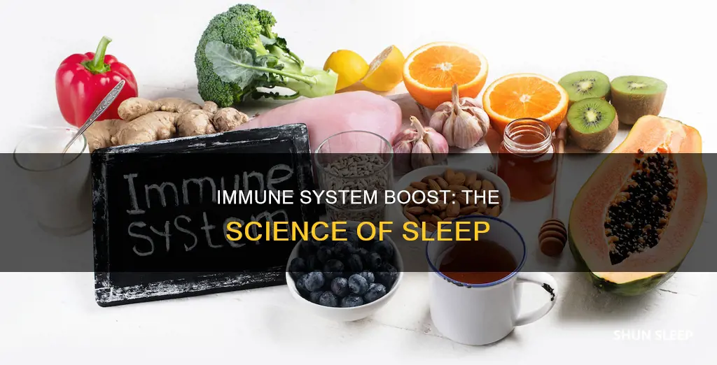 what happens to the immune system during sleep