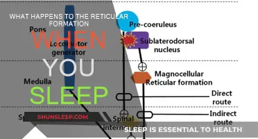 Reticular Formation: Sleep's Best Friend or Foe?