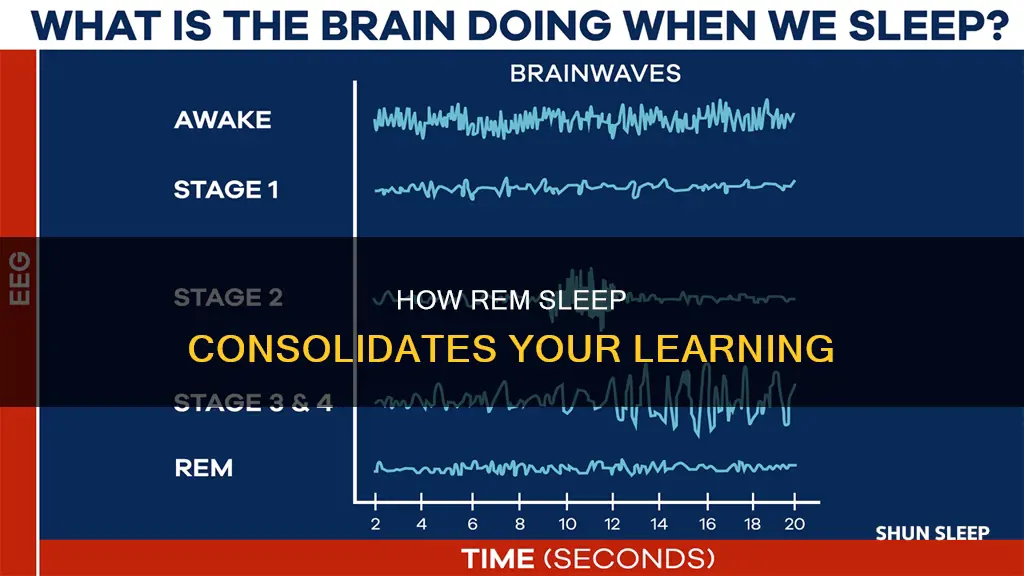 what happens to things you have learned during rem sleep