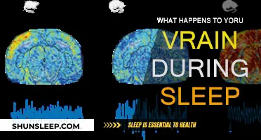 Brain Activity During Sleep: An Intriguing Mystery