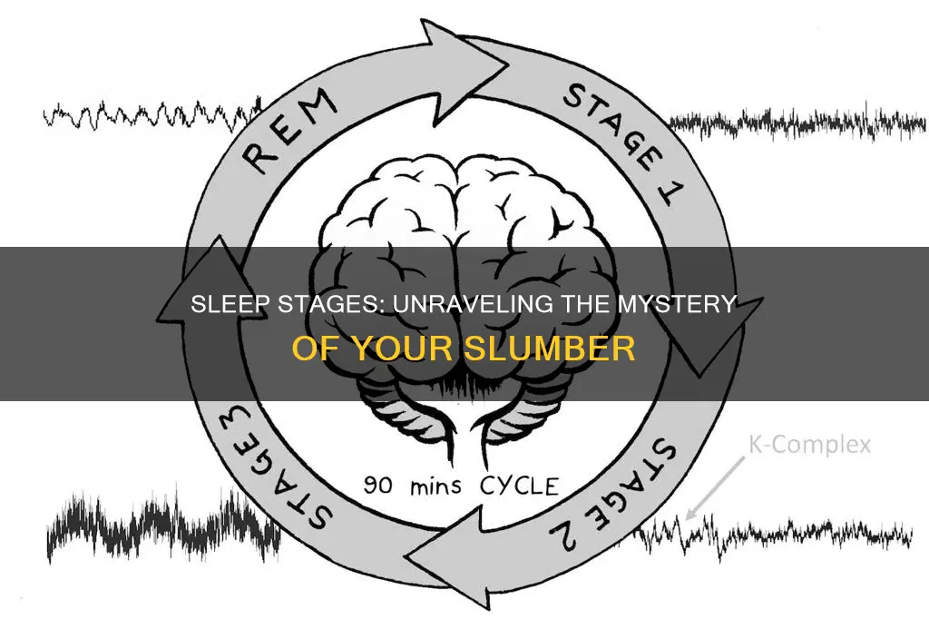 what happens to you in diffrent stages of sleep