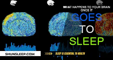 Brain Activity During Sleep: What Really Happens?