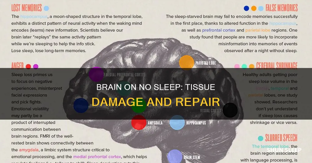 what happens to your brain tissue when you don