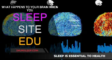 Brain on Sleep: A Complex Transformation
