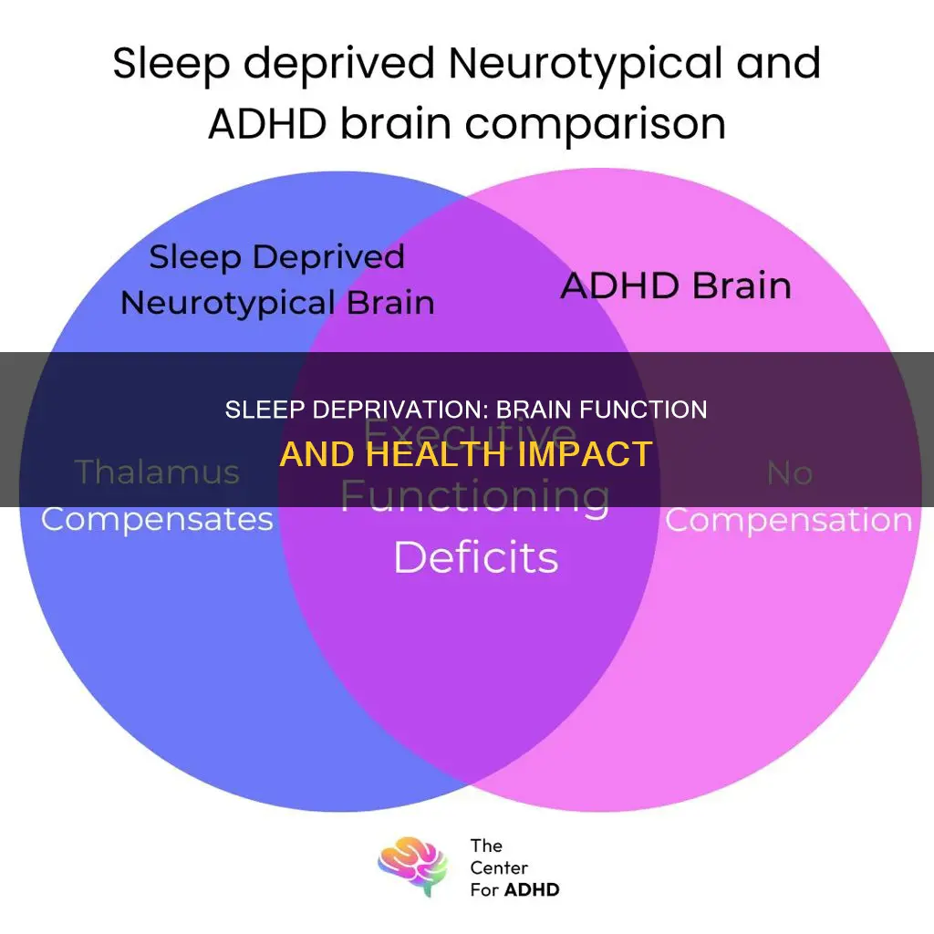 what happens to your brain with kittle sleep