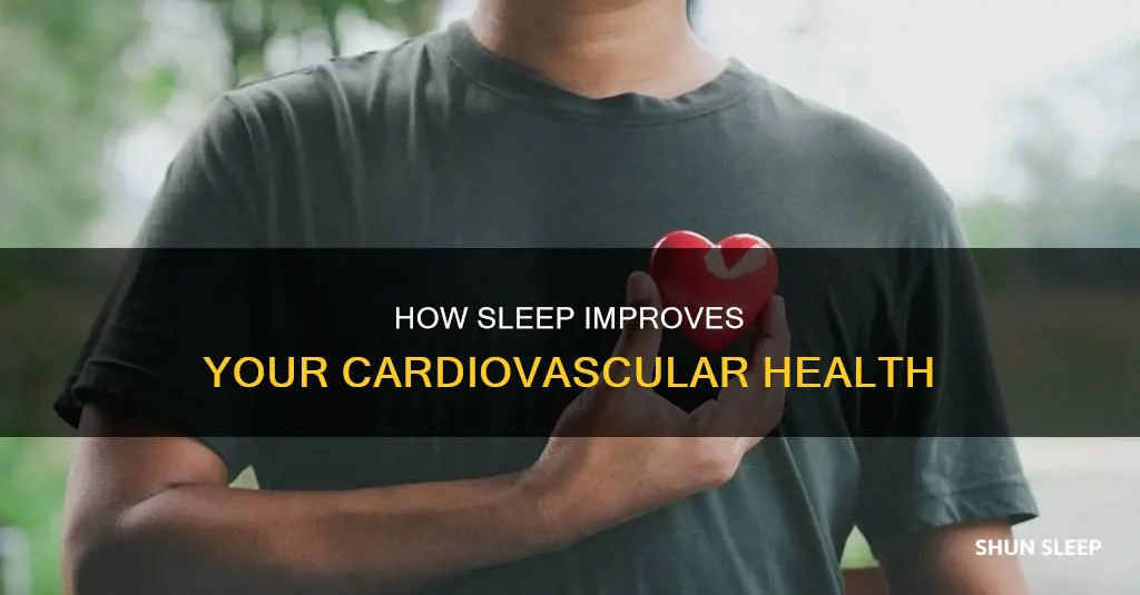 what happens to your cardiovascular system when you sleep
