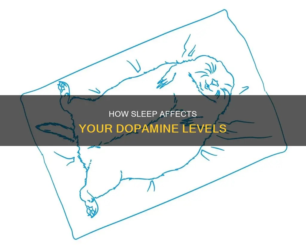 what happens to your dopamine when you sleep