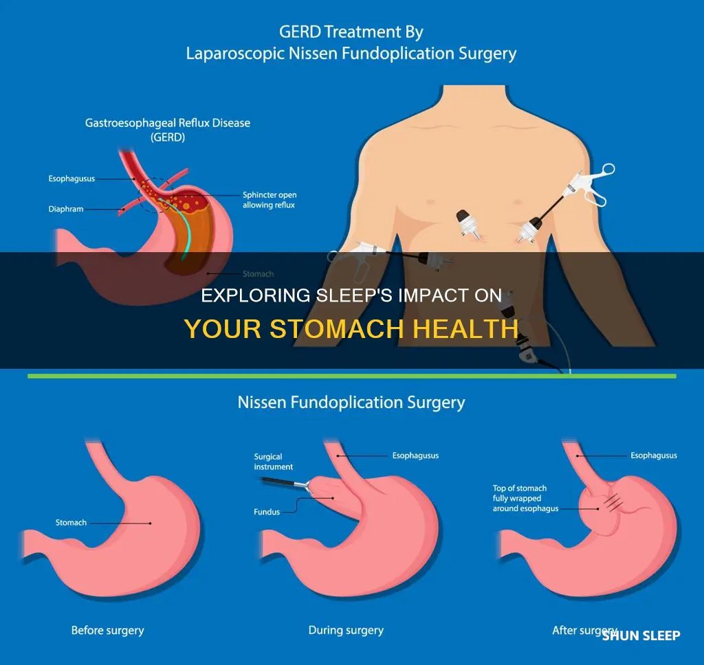what happens to your stomach when you sleep