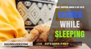 Startled Slumber: Understanding Cats' Reactions to Sudden Sleep Disturbances