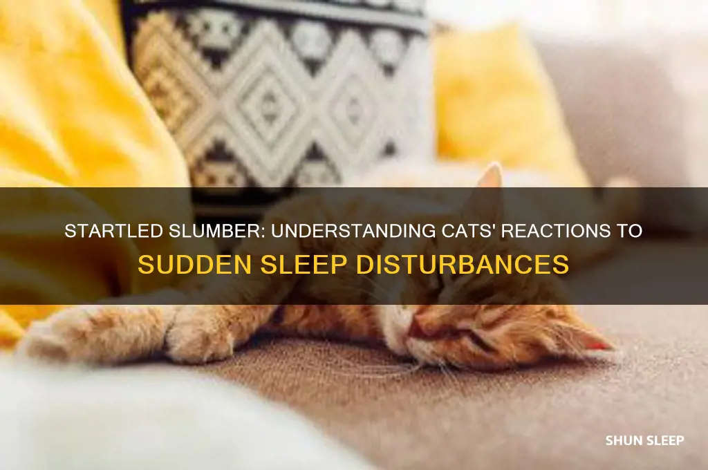 what happens when a cat gets scared while sleeping