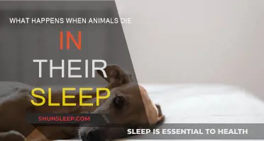 The Mystery of Animals Dying Peacefully in Sleep
