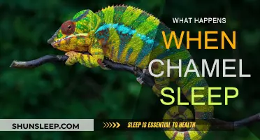 Chameleon Sleep: The Unseen World of Color-Changing Lizards