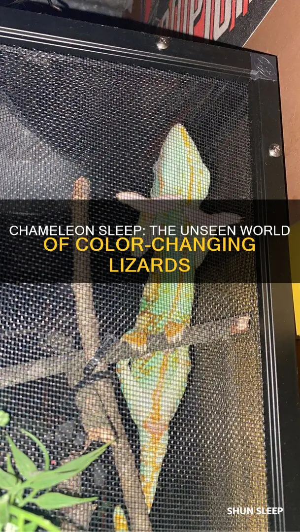 what happens when chamelons sleep