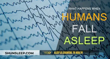 The Brain's Night Shift: Unraveling Sleep's Mystery