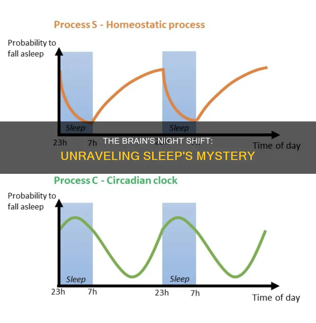 what happens when humans fall asleep