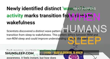 Exploring Sleep: Unraveling the Mystery of Human Slumber
