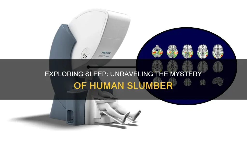 what happens when humans sleep