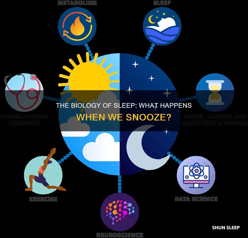 what happens when humas sleep biology