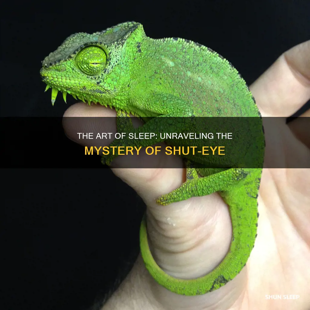 what happens when you close your eyes to sleep