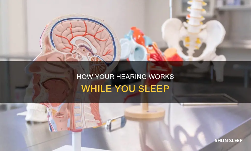 what happens when you sleep hearing