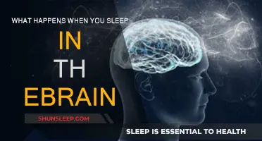 Brain Activity During Sleep: Unlocking the Mystery