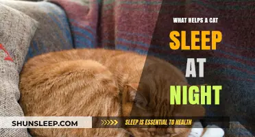 Purrfect Slumber: Tips to Help Your Cat Sleep Peacefully at Night