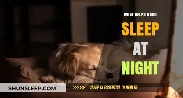 Calm Canine Nights: Tips to Help Your Dog Sleep Peacefully