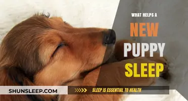 Calm Nights: Tips to Help Your New Puppy Sleep Soundly